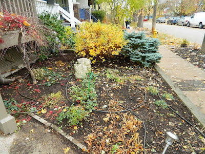 Coxwell-Danforth Toronto Fall Cleanup Front Yard After by Paul Jung Gardening Services--a Toronto Organic Gardening Company Coxwell-Danforth Toronto Fall Cleanup Front Yard After by Paul Jung Gardening Services--a Toronto Organic Gardening Company