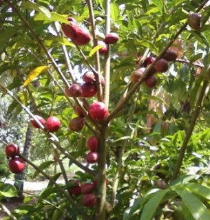 obat tradisional ambeien parah