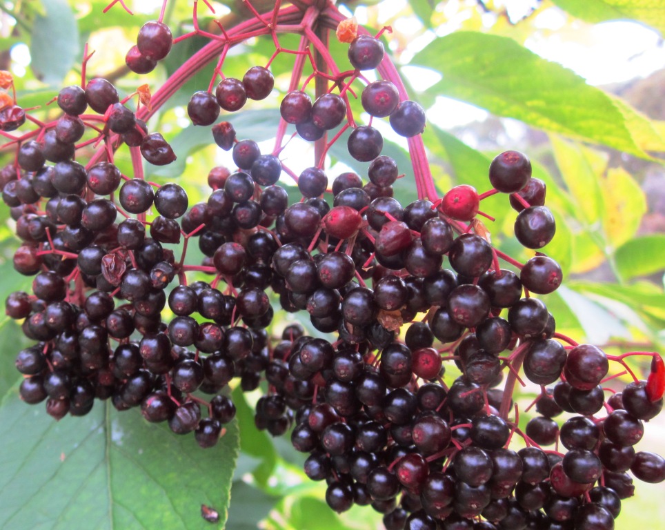 "The Drip" Mudgee Elderberries in an Edible Hedge