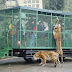 In This Zoo, Animals Roam Freely While Humans Are Caged