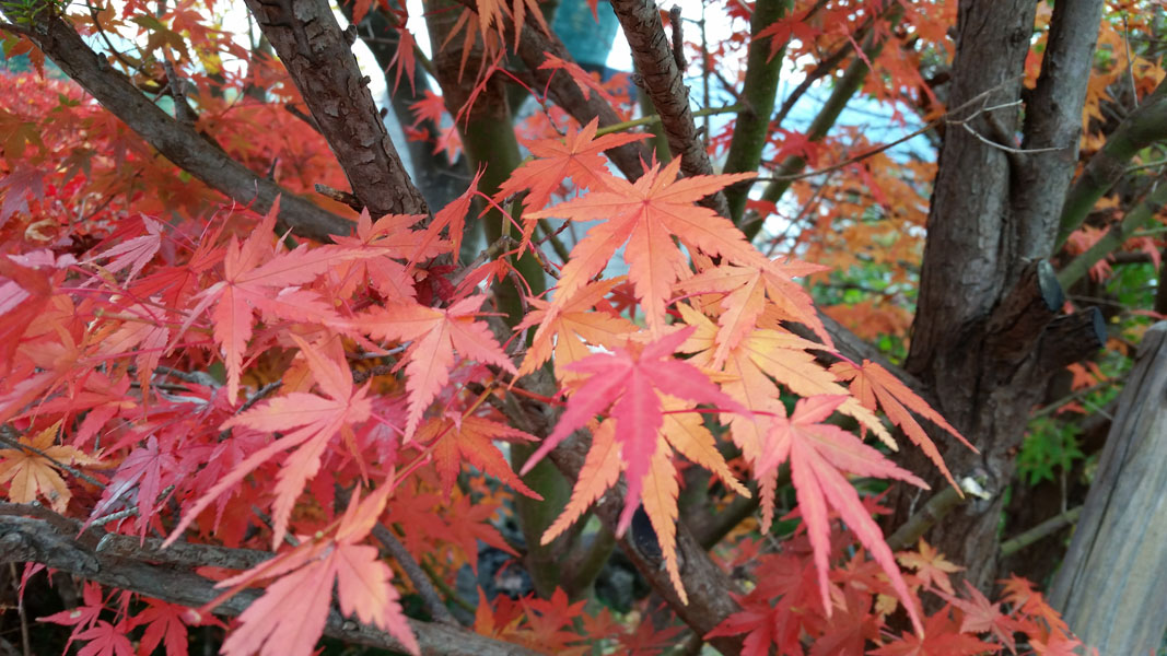 Fueled by Clouds & Coffee Japan, Part 4 The Colors of Japan