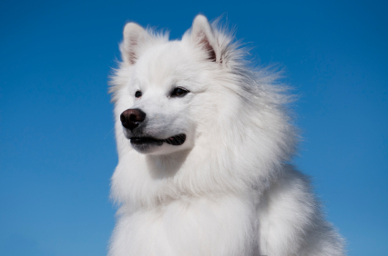 Alaska Kennel Club Dog Show Alaska Kennel Club Dog Show