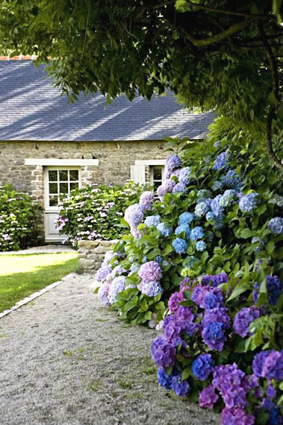 ciao newport beach summer hydrangeas