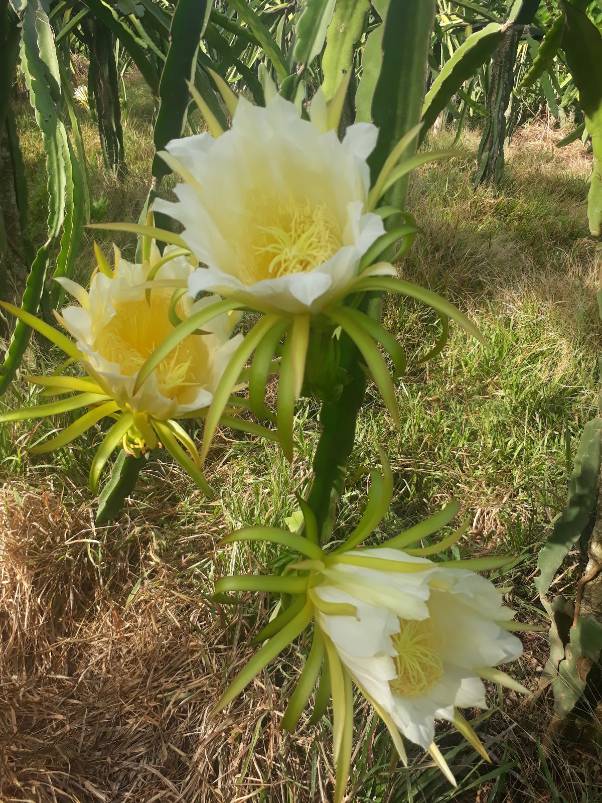 When is the best time to plant dragon fruit in the