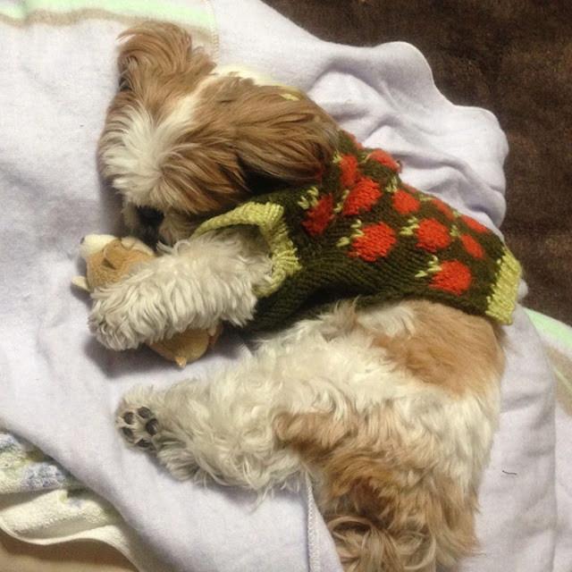 Shih tzu dormindo encolhido