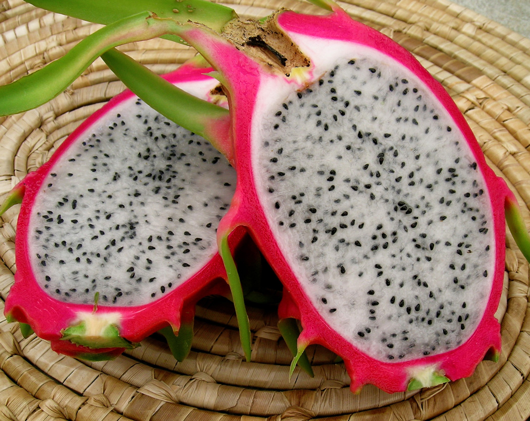Dragon Fruit Dragon Fruit