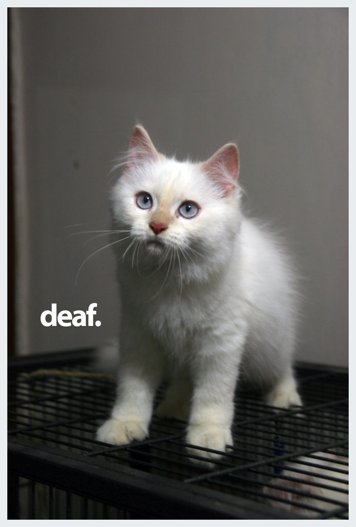 Kebotakan pada Daerah atas Mata Kucing ~ Seriously Deaf