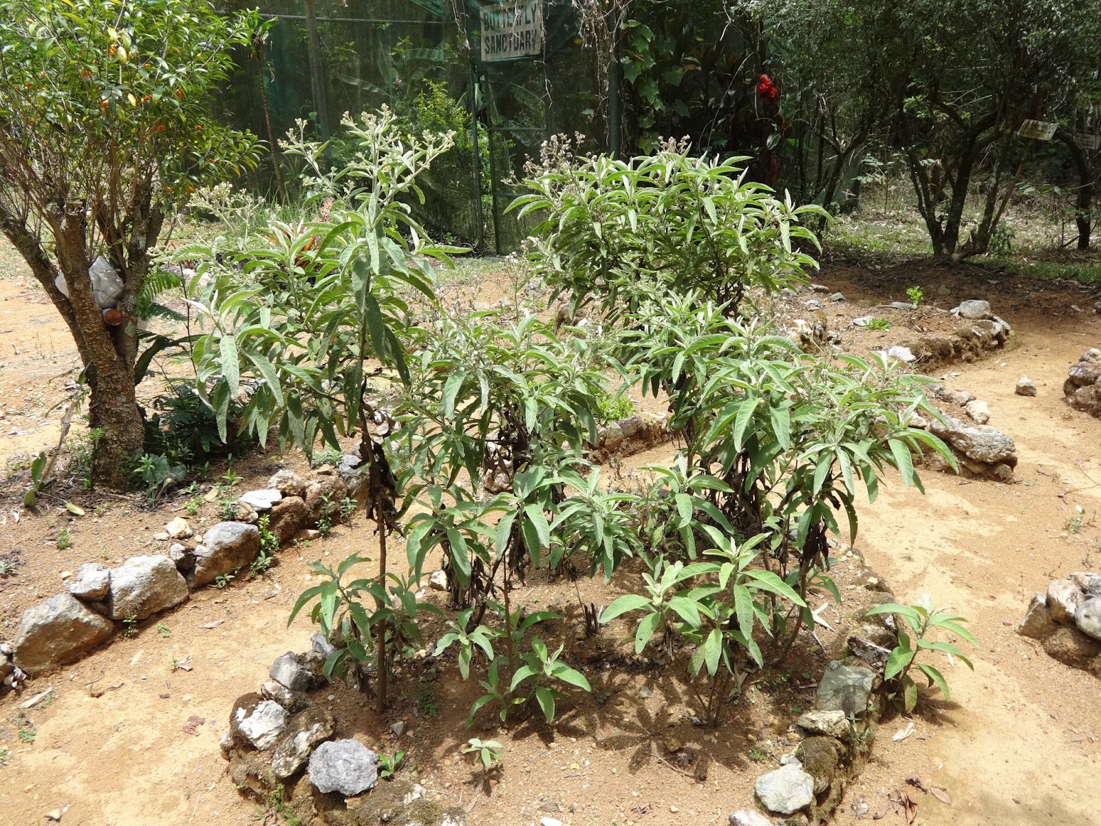 Sambong Or Blumea Balsamifera Plant And Tea Printable Wall Art