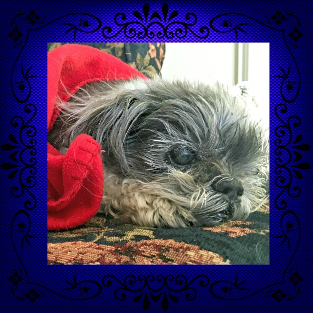 shih tzu trembling lizardmarsh island ny adopt senior shih tzu mix jojo from paws li owner shih tzu trembling lizardmarsh island ny adopt senior shih tzu mix jojo from paws li owner