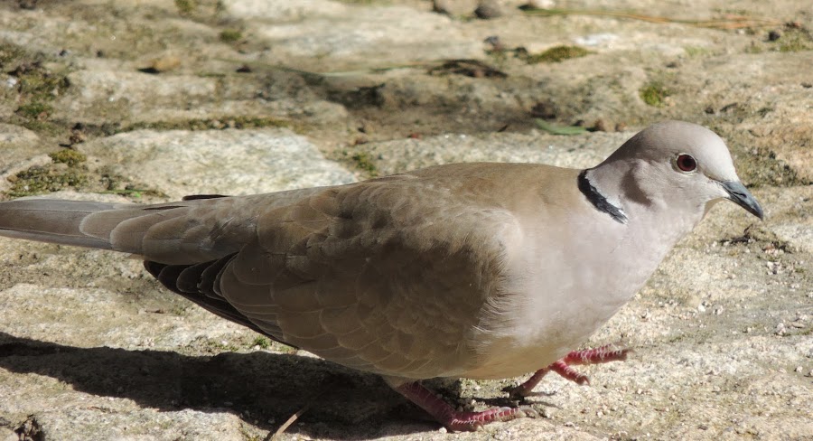 STREPTOPELIA DECAOCTO