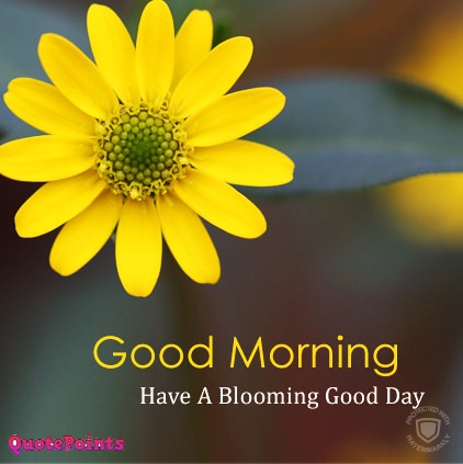 good morning images with flowers hd good morning images with flowers hd