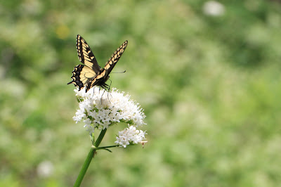 Valerian Snack for a Butterfly