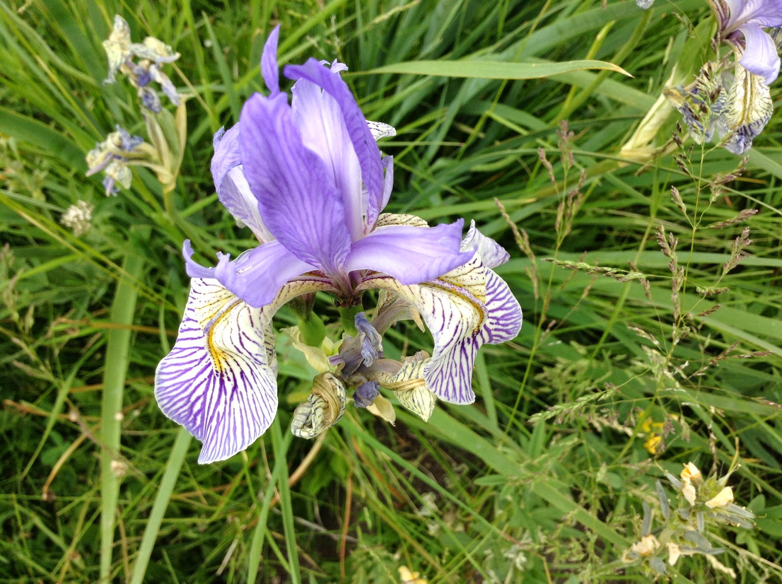 Birds, Bread, Banjos, Bikes