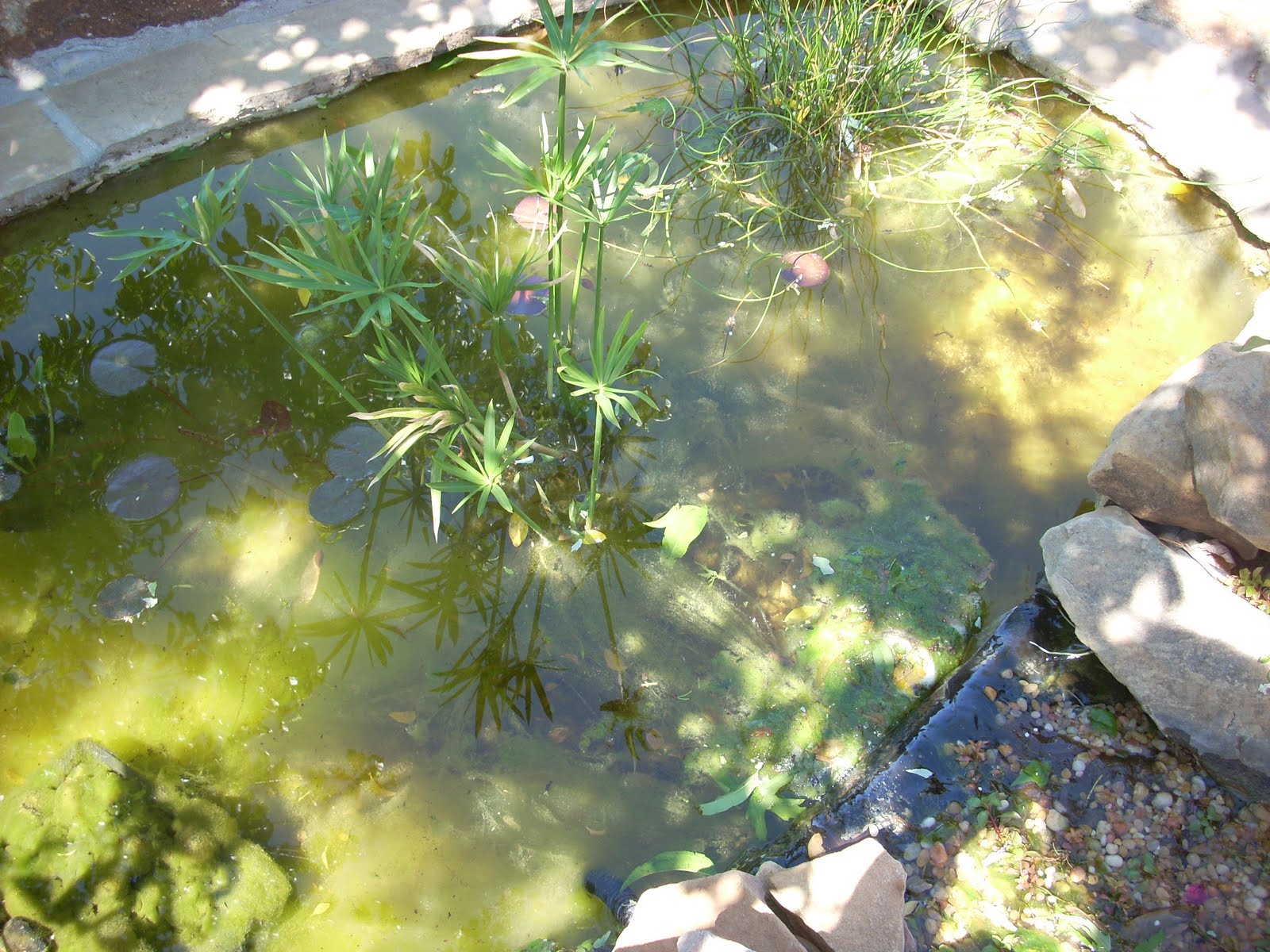 string-algae-koi-pond.jpg