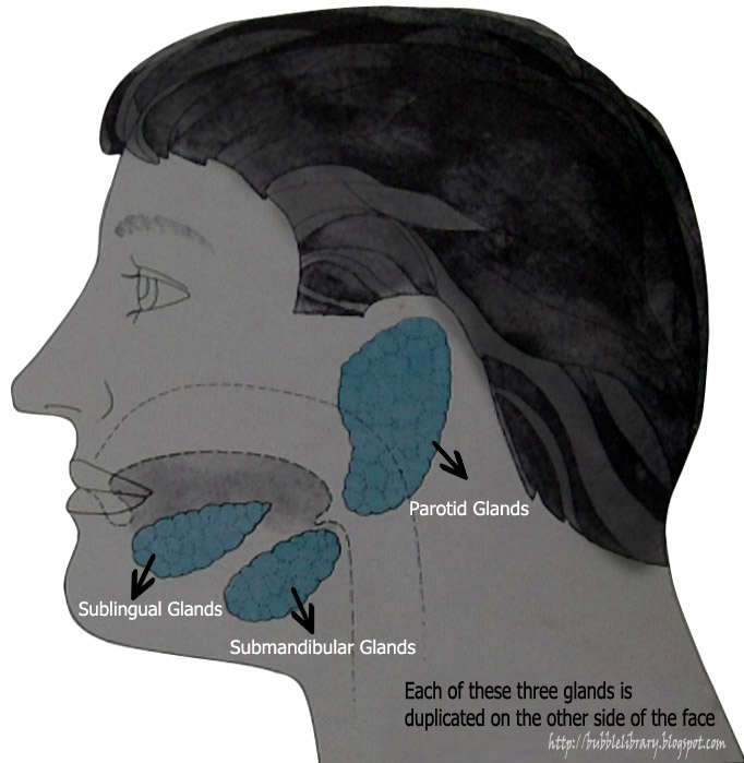 B u B b L e L i B R A R Y Why do we produce saliva?