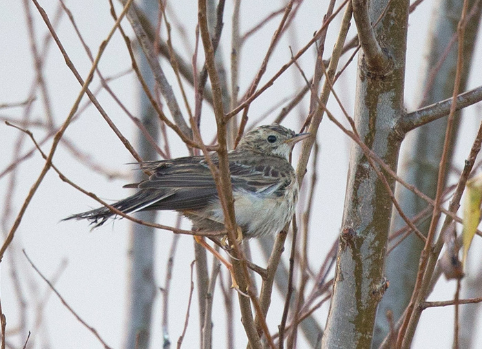 BLYTH'S PIPIT-CALDER WETLANDS-WAKEFIELD-WEST YORKSHIRE-9TH DECEMBER 2014