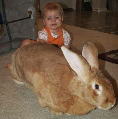 Image result for flemish giant rabbit