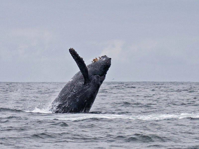 Humpback Whale off Oregon