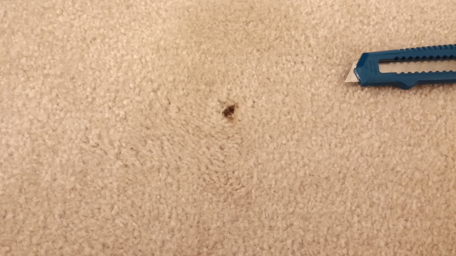 Fix Lovely How to fix burn marks in your carpet