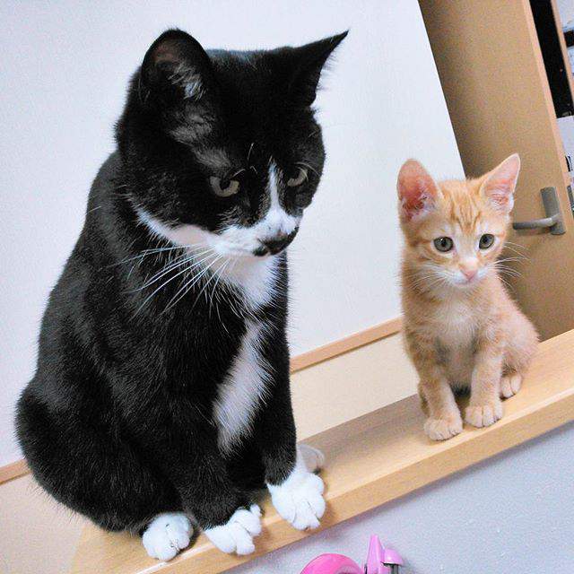 100 Gambar Kucing Imut-Imut Dan Lucu Untuk Wallpaper Hp 100 Gambar Kucing Imut-Imut Dan Lucu Untuk Wallpaper Hp