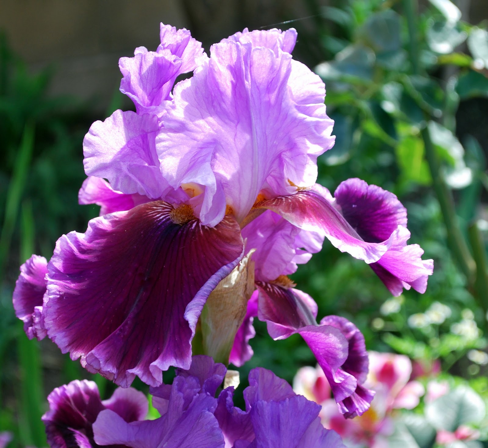 World of Irises Sweet Violet Rebloomers