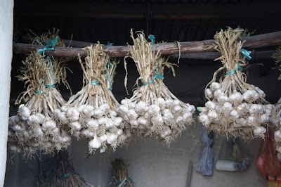 hanging garlic bulbs drying
