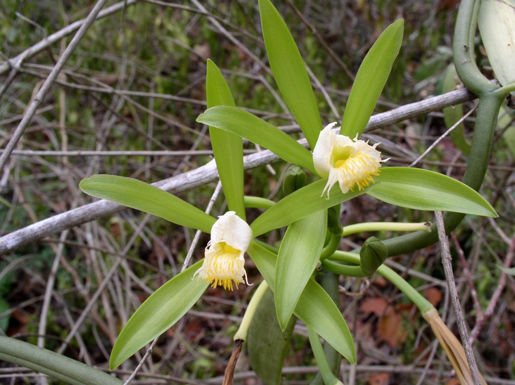 10 Curiosidades sobre orquídeas que você não sabia | Orquidário UEL