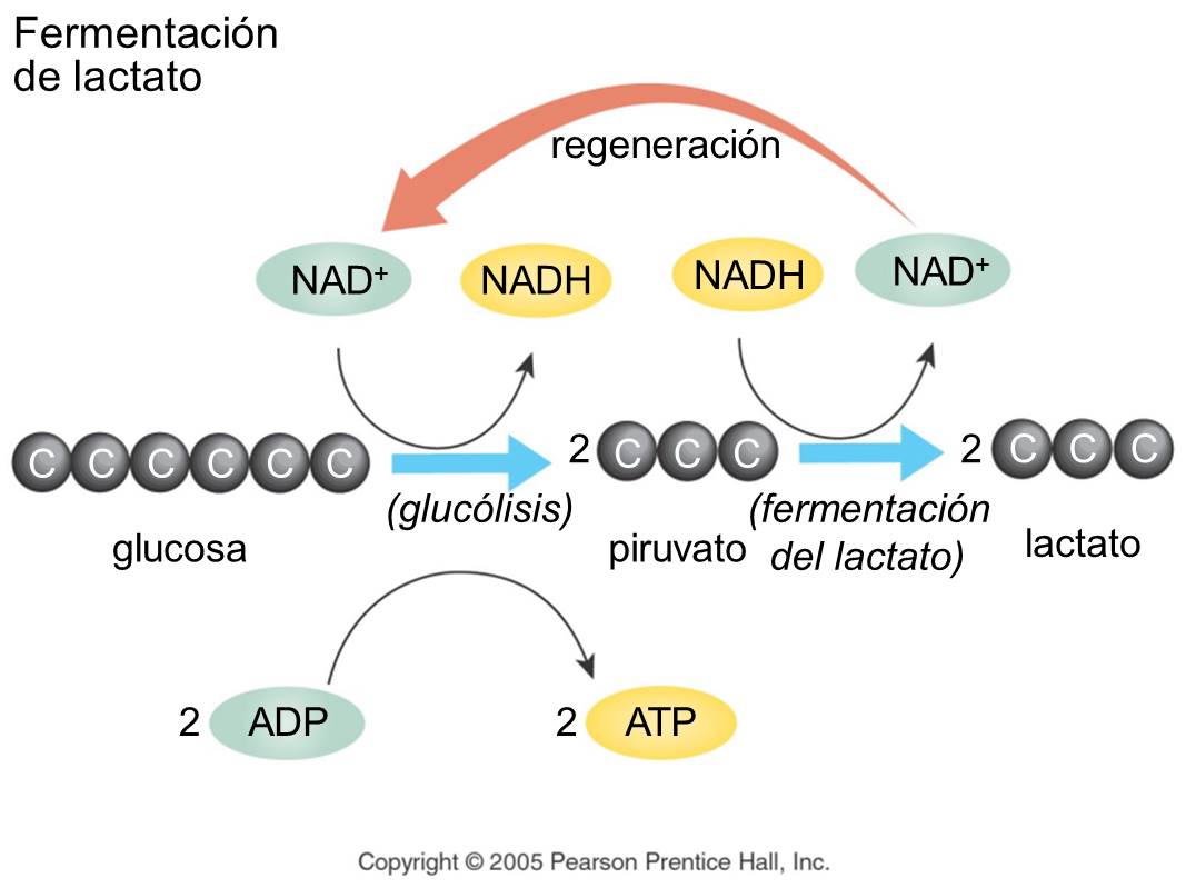 9° CIENCIAS NATURALES COLEGIO DE LA