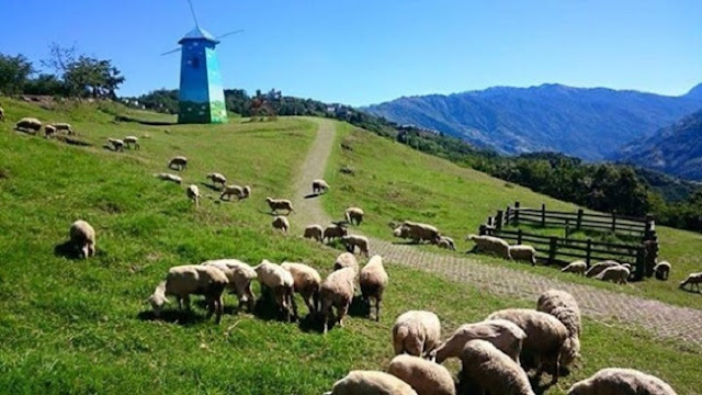 Cingjing Farm 5