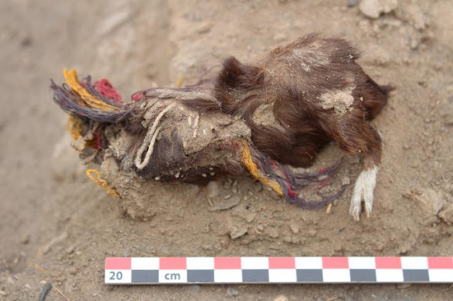 Ritually sacrificed guinea pigs adorned with colourful earrings and necklaces discovered in Peru