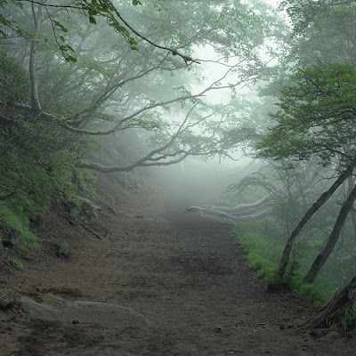 aokigahara.jpg