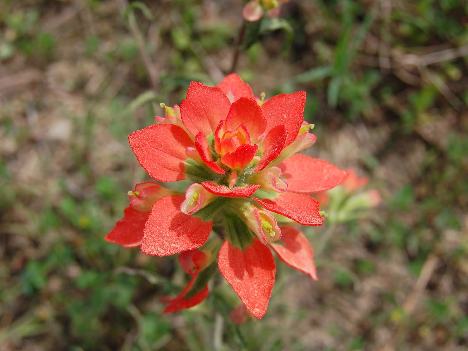 Brenda's "Texas Wild" Garden Indian Paintbrush (Castilleja indivisa)