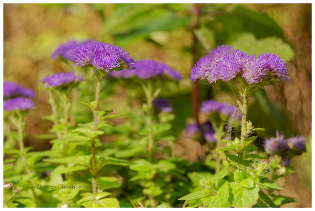 Żeniszek meksykański, Ageratum houstonianum