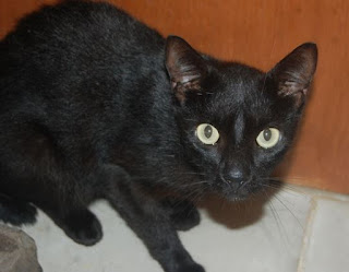 GPA doa os dois gatos mais carinhosos da face da terra GPA doa os dois gatos mais carinhosos da face da terra