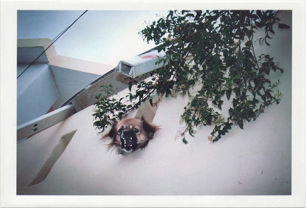 dirty photos - noah's ark fauna photo of dog's head in balcony in crete