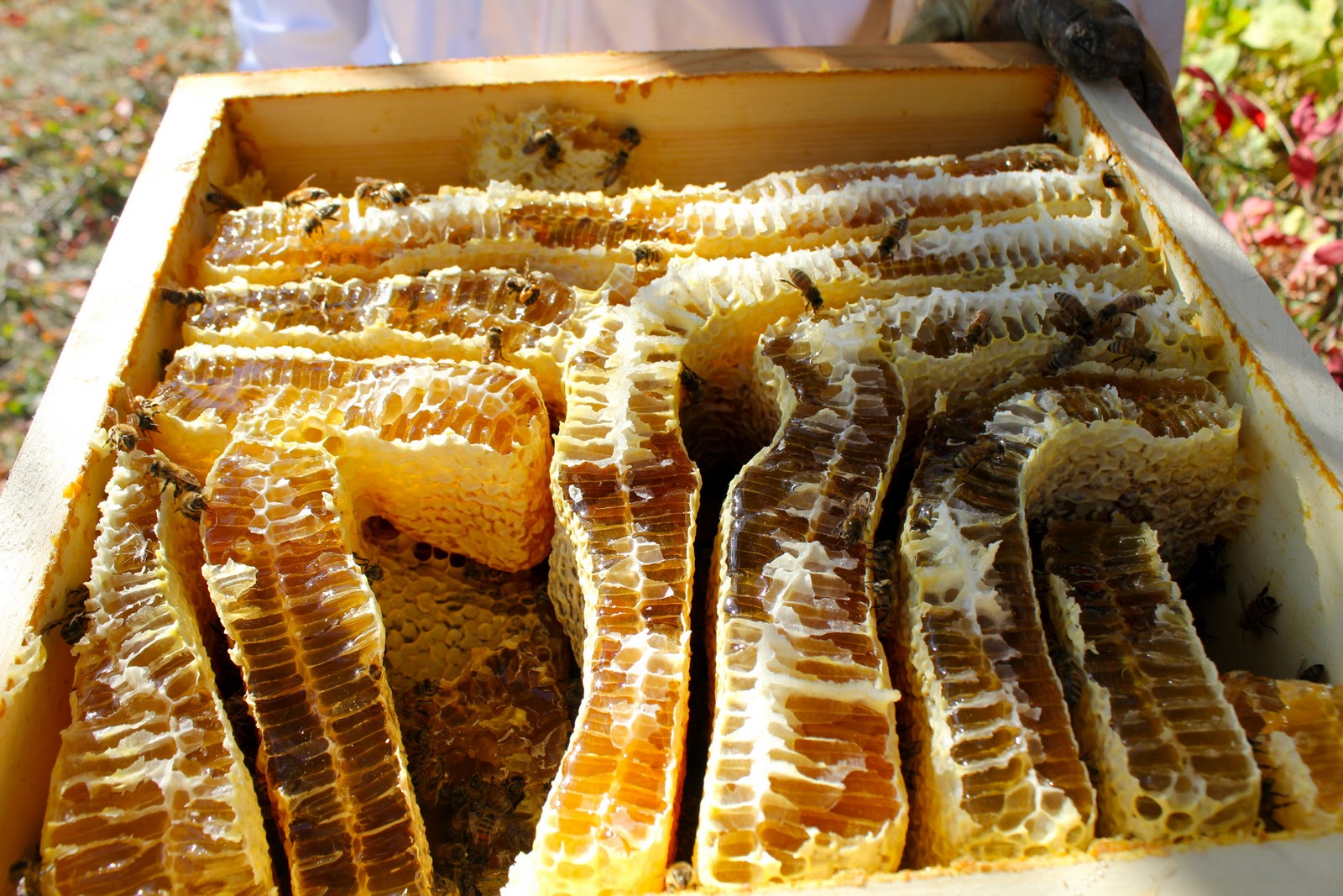 Bee Keeping Harvesting Honey Tools