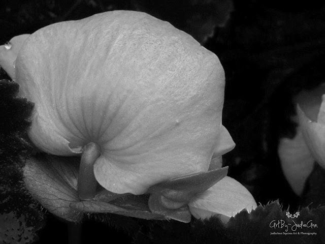 Flowers without color