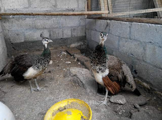 Burung Merak Biru