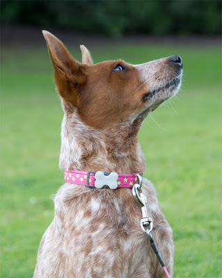 Quick-release adjustable nylon collar with bone-shaped quick-release buckle