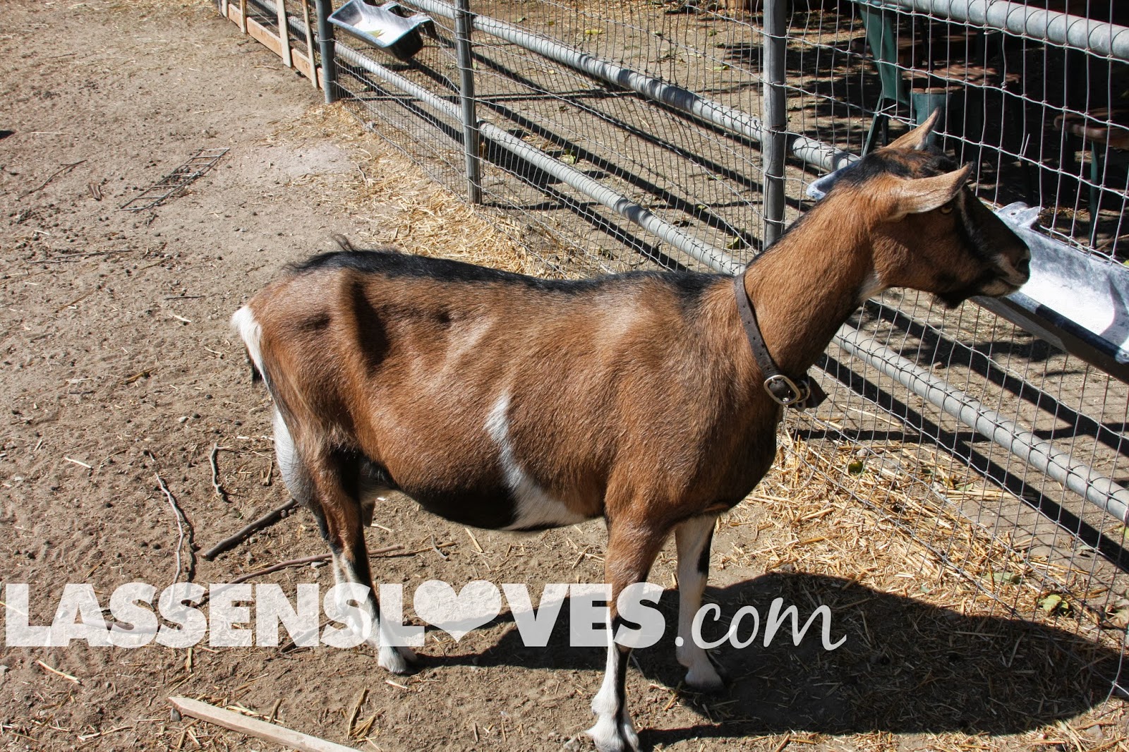 lassensloves.com, Lassen's, Chivas+Goat's+Milk+Skin+Care, Goat's+Milk