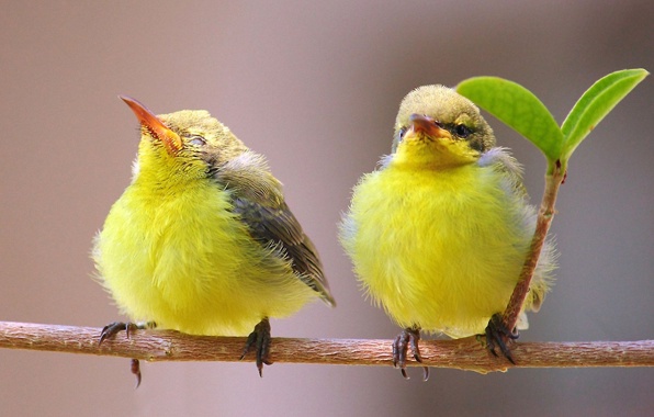 صور عصافير