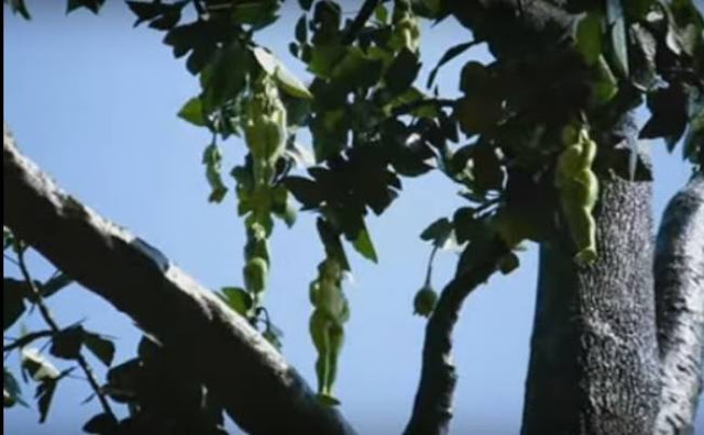 LOOK: Tree Bears Fruit Shaped Like A Woman. LOOK: Tree Bears Fruit Shaped Like A Woman.