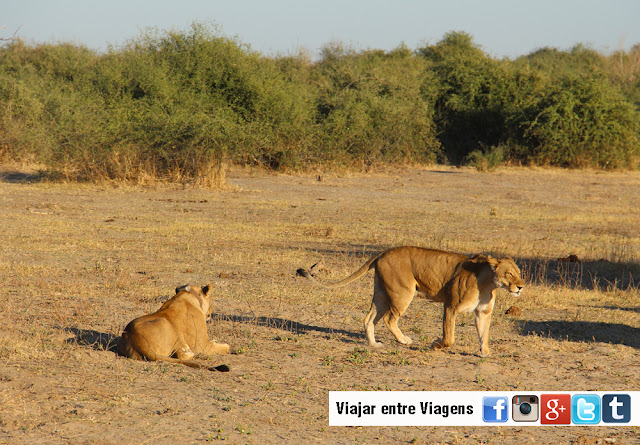 Safari no PARQUE NACIONAL DO CHOBE, um paraíso selvagem do jipe e do barco | Botswana