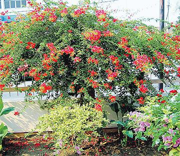 Serenemaklong: Cantik Si Bunga Kertas