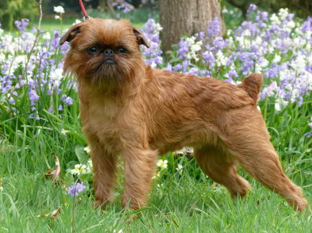 Brussels Griffon Dogs Pets Cute And Docile