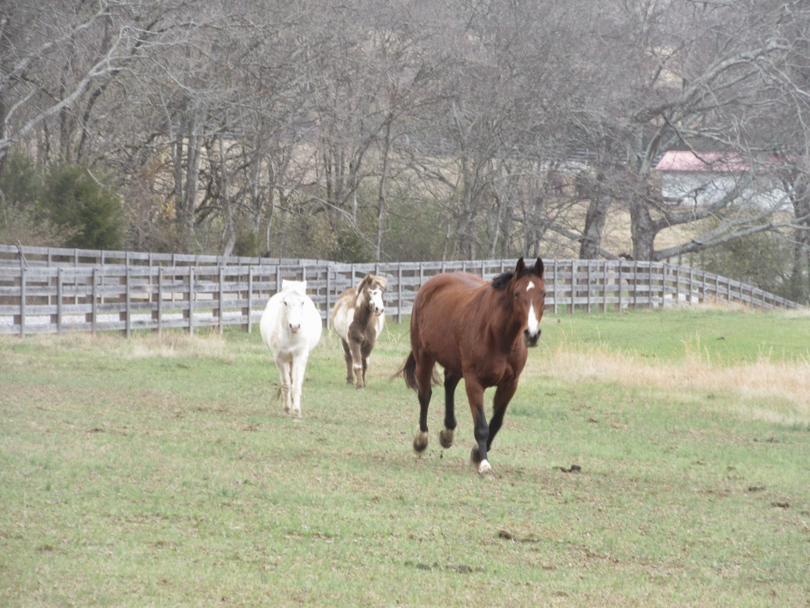 Paradigm Farms Horse Retirement Pee Wee, Water Issues, Vet Visits