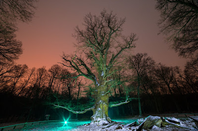 Les arbres magiques : le chêne  Ivenacker-eichen-ivenack-oaks-germany-un4w_l