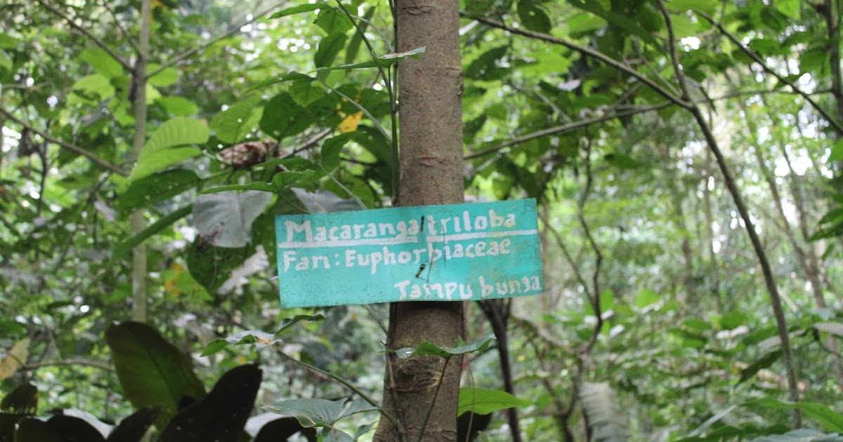 pengklasifikasiaan tumbuhan: Klasifikasi Macaranga tanarius (L.) M.A