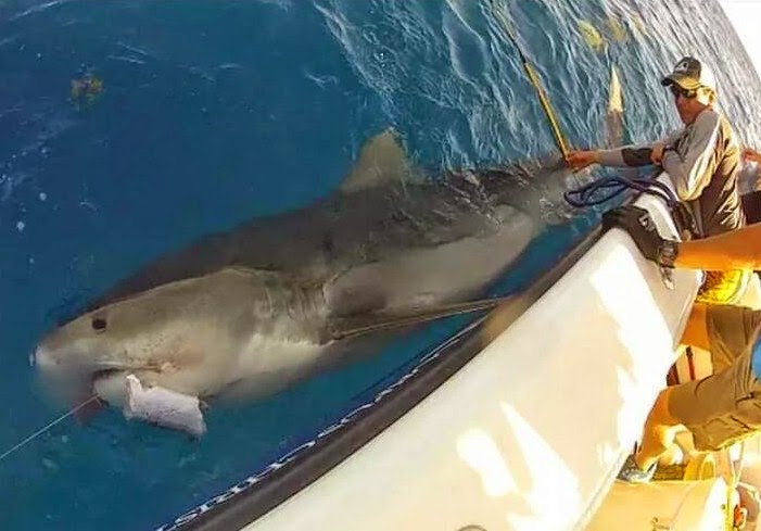 Big Fishes Of The World Tiger Shark Page 2