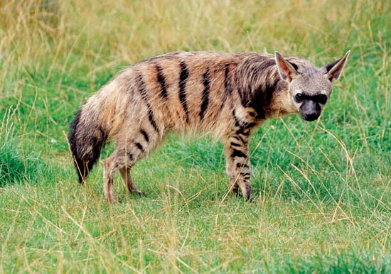 Waxing Paleontological: Taxonomy Tuesday: Hyenas Are Not Dogs